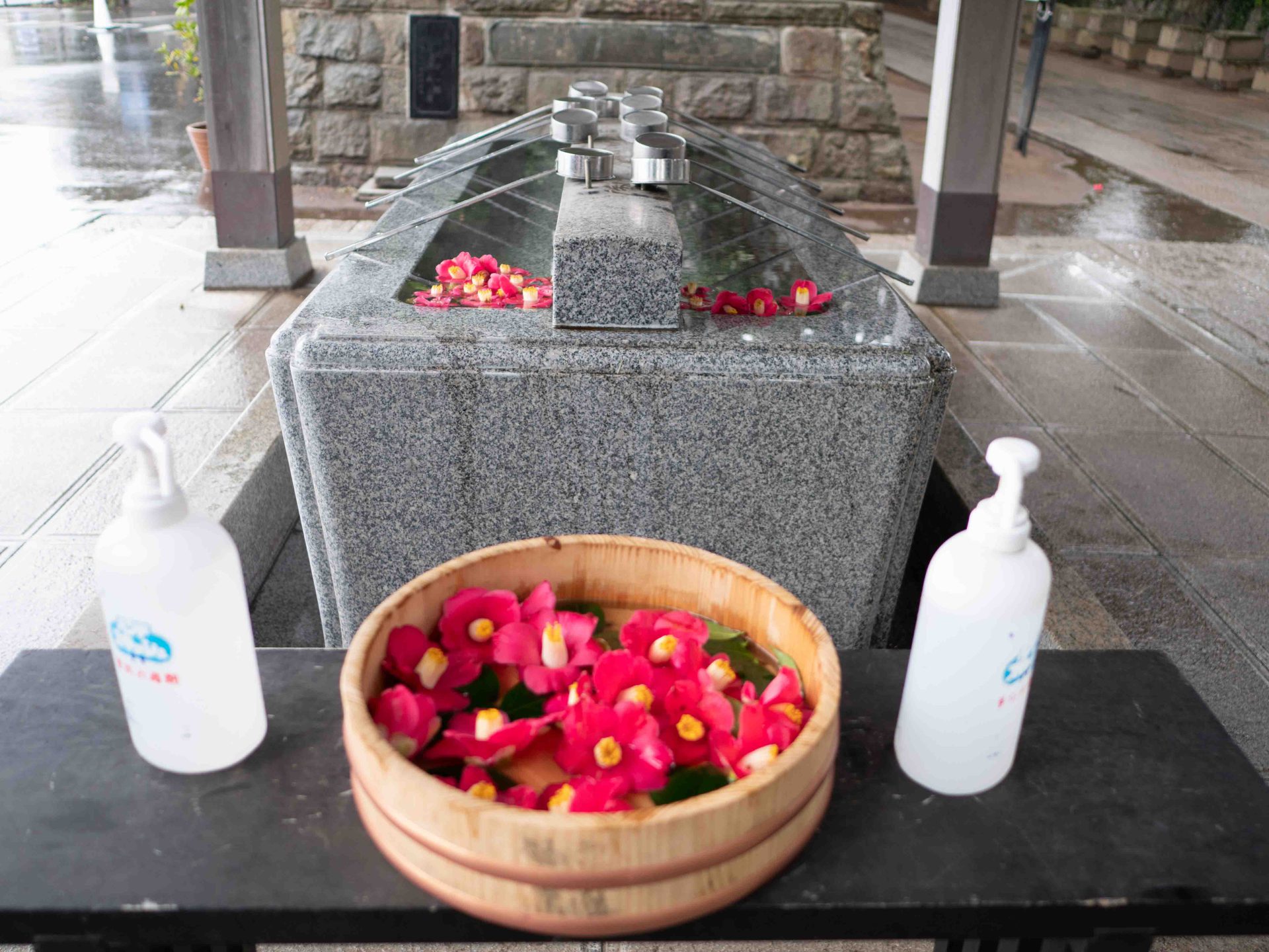 ツバキ 酒列神社　240324 (1 - 1)